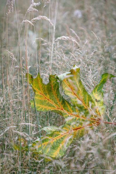 Jaynes Gallery 아티스트의 USA-Washington State-Seabeck Autumn bigleaf maple leaf caught in grasses작품입니다.